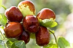 jujube, food, green dates