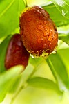 jujube, food, date