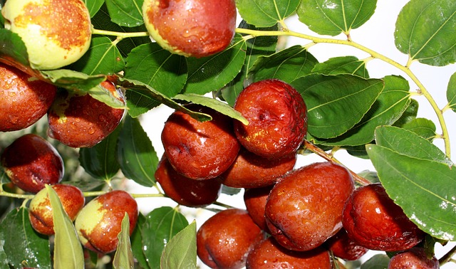 Free Red Dates Food photo and picture