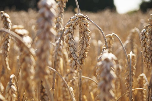 Free Field Grain photo and picture