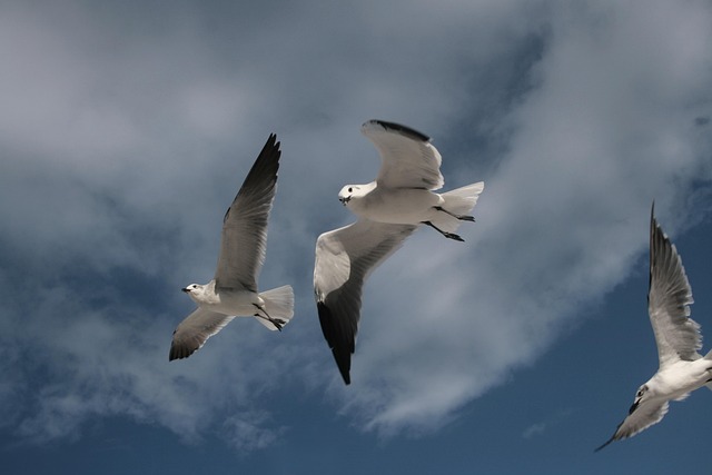 Free Bird Dove photo and picture