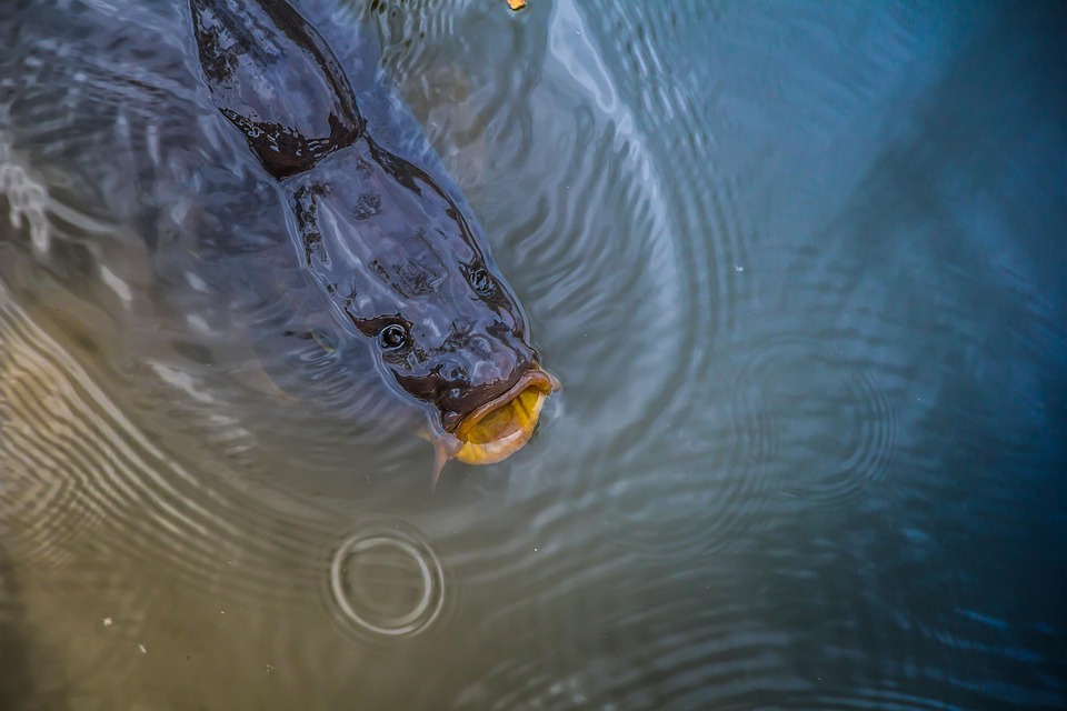 Simple Fish Nature Fish Water Nature - Free photo on Pixabay