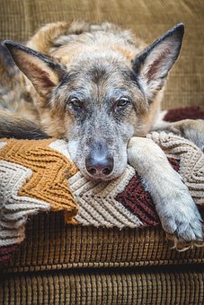 Chien, Berger Allemand, Vieux, Au Repos