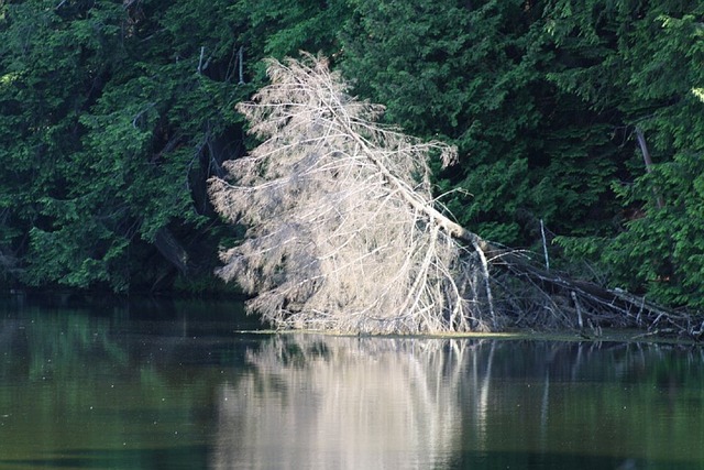 Free Outdoor Trees photo and picture