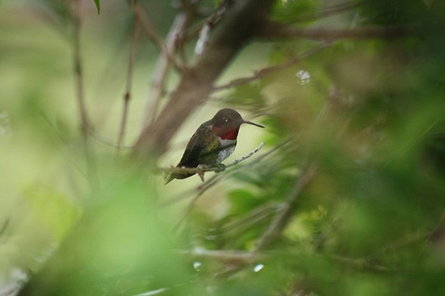 Free Humming Bird Outdoor photo and picture