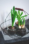 flowers, basket, plants