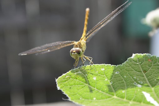 Libélula, El Verano, Macro, Naturaleza