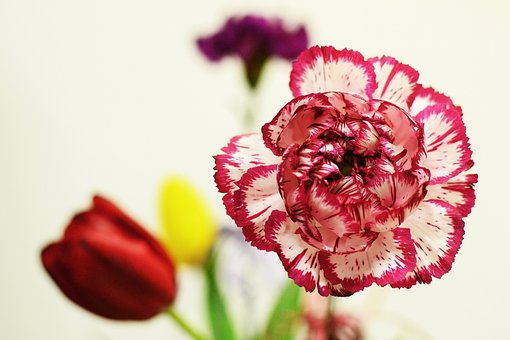 花, 束, 装飾, 季節, 新鮮な, フローラル, ブルーム, 花の背景