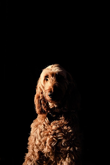 プードル, 犬, ペット, 可愛い, 毛皮のような, 動物, 子犬, 純血
