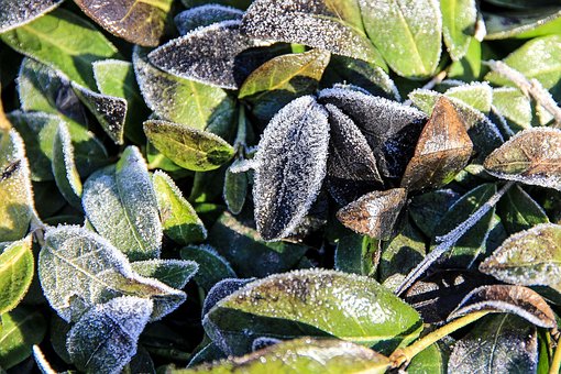 葉っぱ, 凍った, 霜が降りる, 氷, 寒い, 霜, 冬, 自然, 季節
