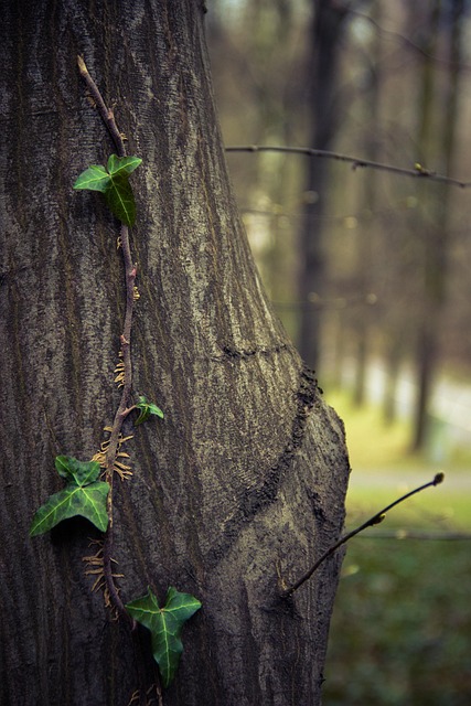 Free Tree Ivy photo and picture