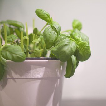 Free Basilicum Fresh photo and picture