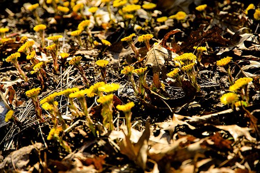 Free Dandelions Beautiful Flowers photo and picture