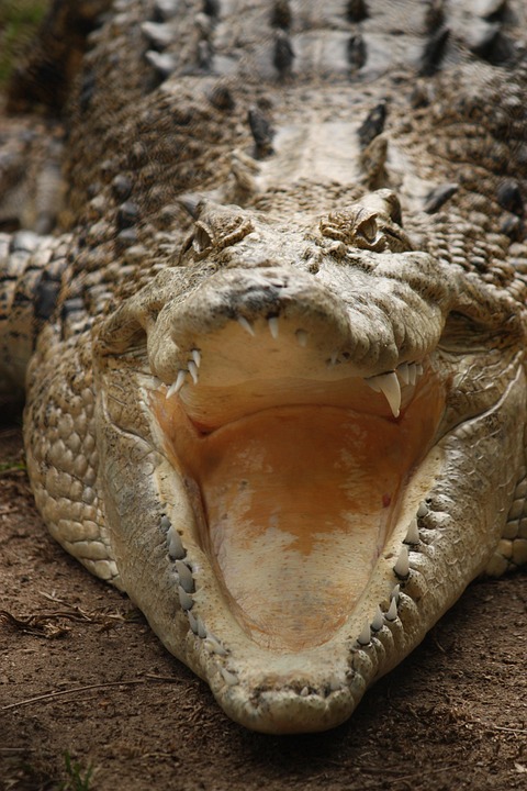 Crocodile Teeth Australia - Free photo on Pixabay - Pixabay