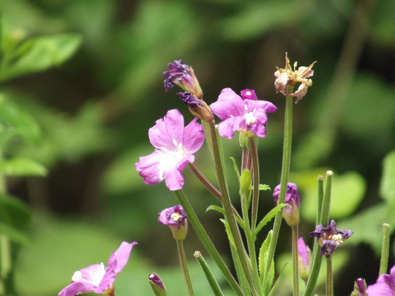 Free Flowers Nature photo and picture