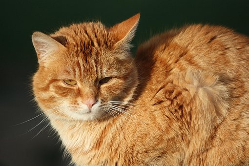 Novo, Gato, Animal, Bicho De Estimação