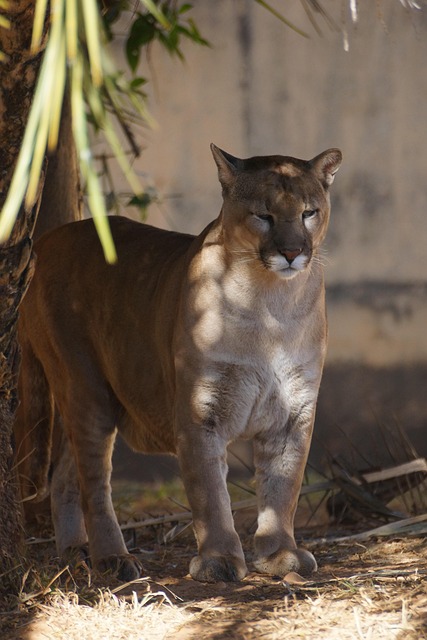 Free Feline Animal photo and picture