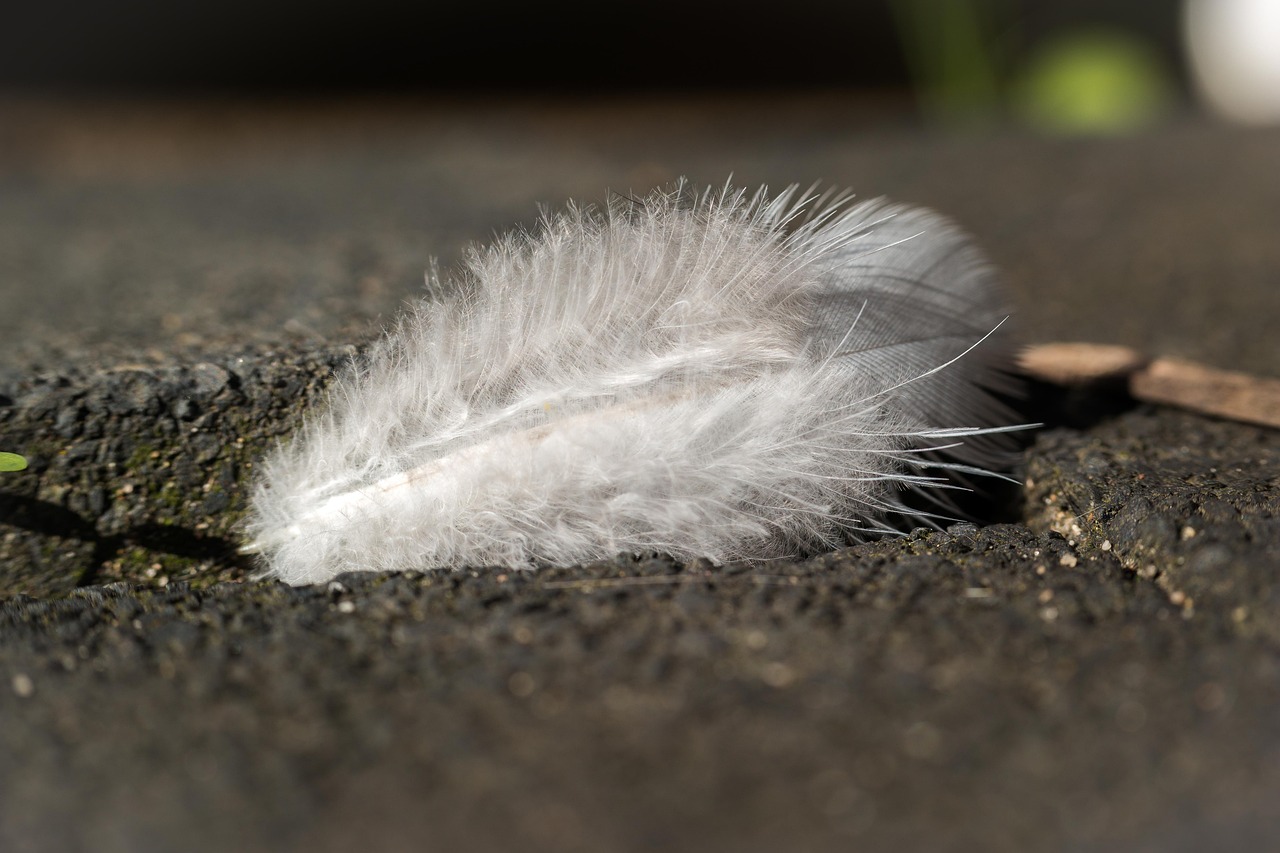 200+ Free Soft Feather & Soft Images - Pixabay