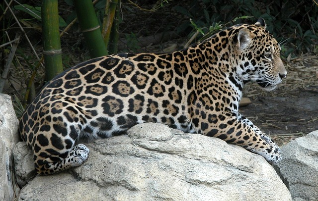 Free Jaguar Spots photo and picture