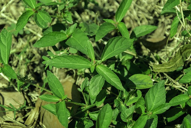 Free Weeds Leaf photo and picture