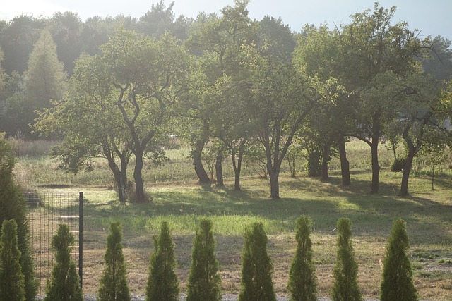 Garten, Bäume, Blatt, Natur, Landschaft