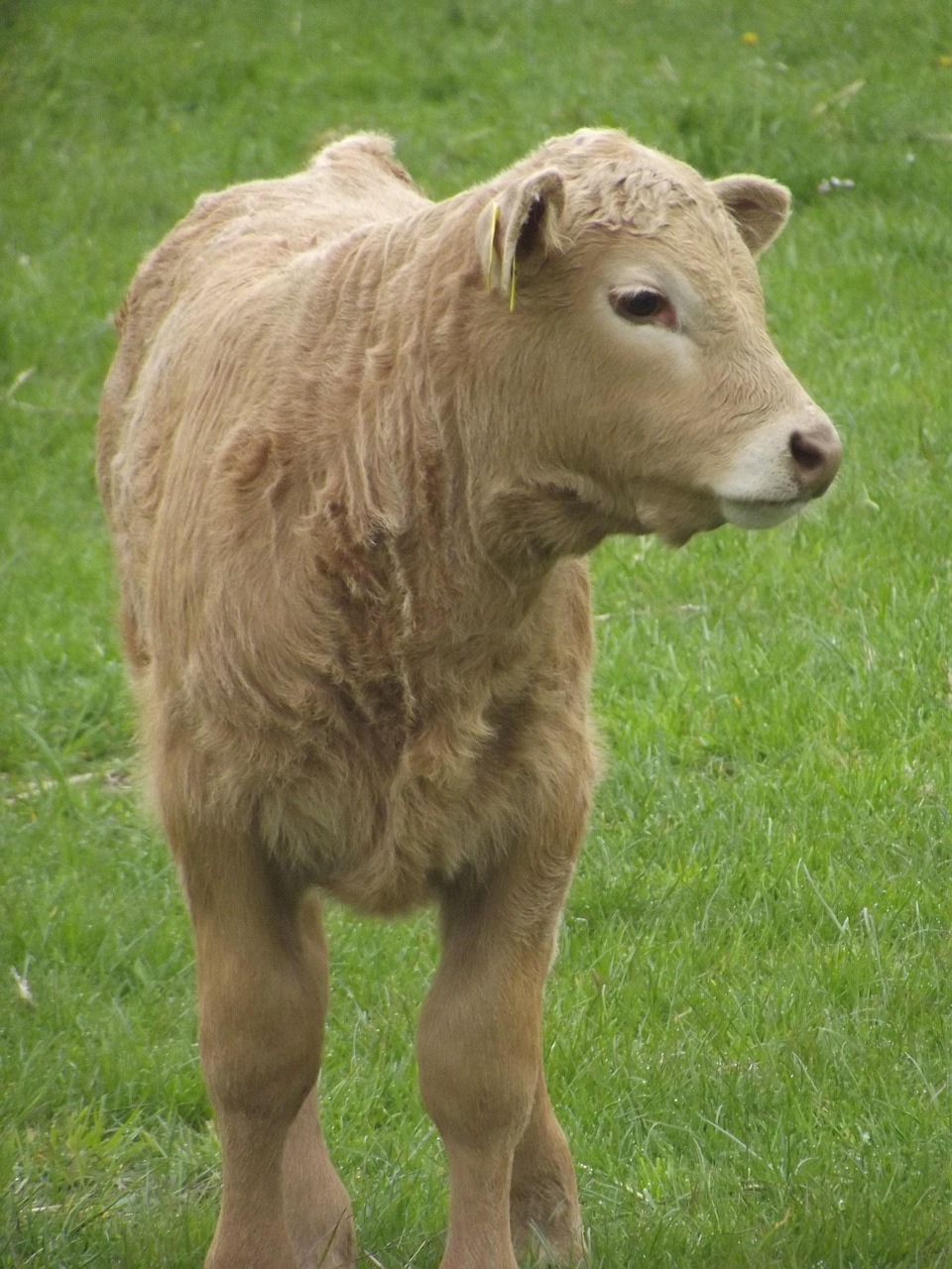 Calf Cow Nature Free photo on Pixabay Pixabay
