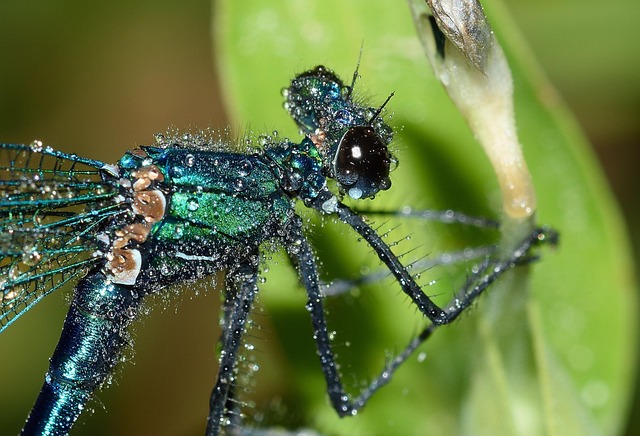 dragonflies, bridesmaid, nature, calopteryx, splendens, rain, macro