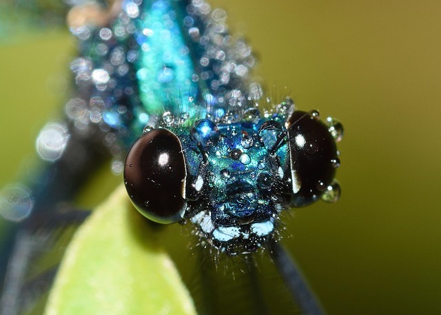dragonflies, bridesmaid, calopteryx, splendens, nature, rain, macro