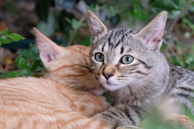 400+ kostenlose Babykatzen und Haustier-Bilder - Pixabay