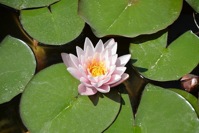 Free Flower Lake photo and picture
