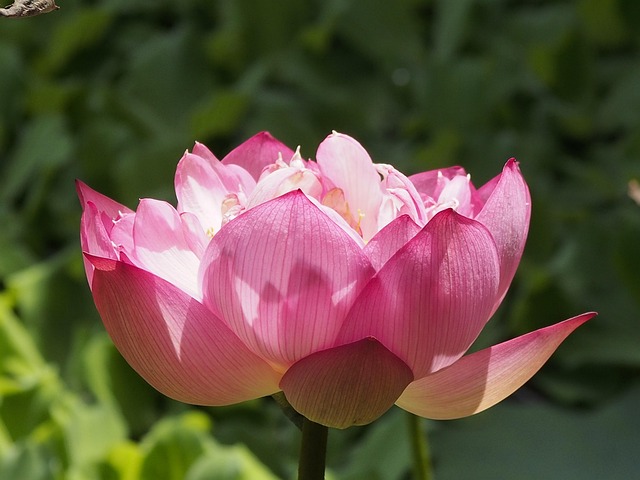 Free Lotus Compound Valve photo and picture
