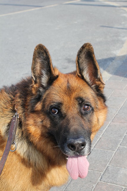 Herdershond, Hond, Huisdier, Dier