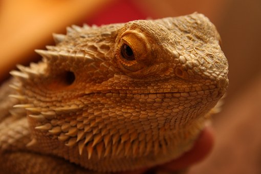 Animal, Tier, Natur, Tierportrait