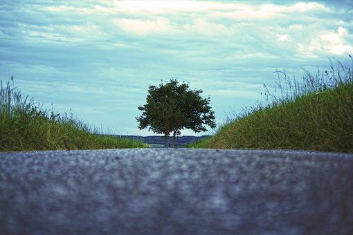 Baum, Strasse, Straße, Natur, Weg