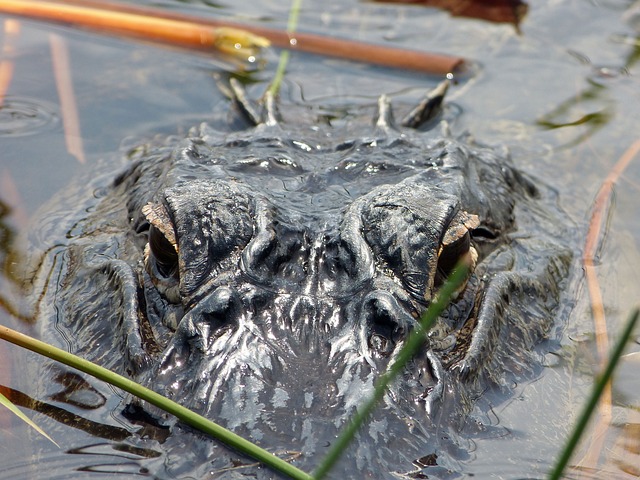 Free Alligator Florida photo and picture