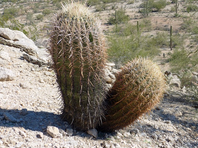 Free Cactus Cacti photo and picture