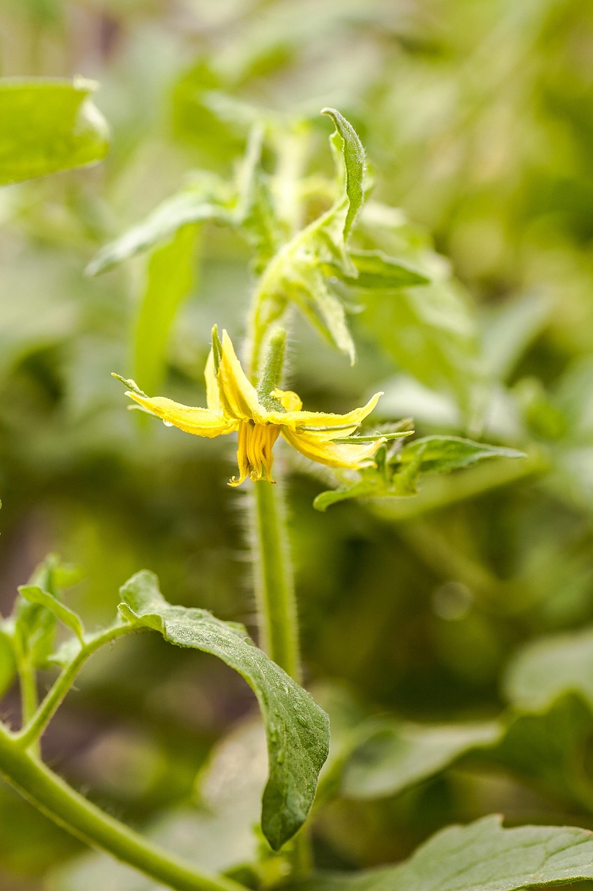 Tomato Flowers Falling Off