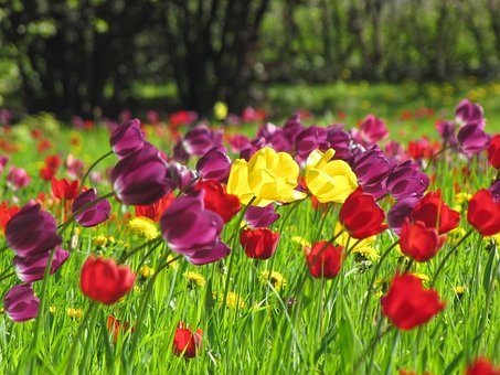 Free Tulips Nature photo and picture