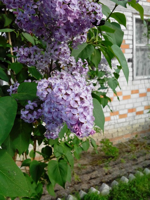 Free Lilac Plant photo and picture