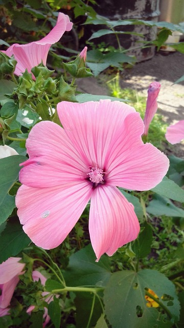 Free Flower Pink photo and picture
