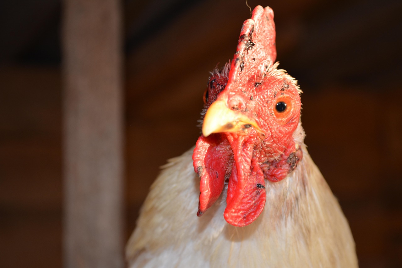 Hen Ridge Beak - Free photo on Pixabay - Pixabay