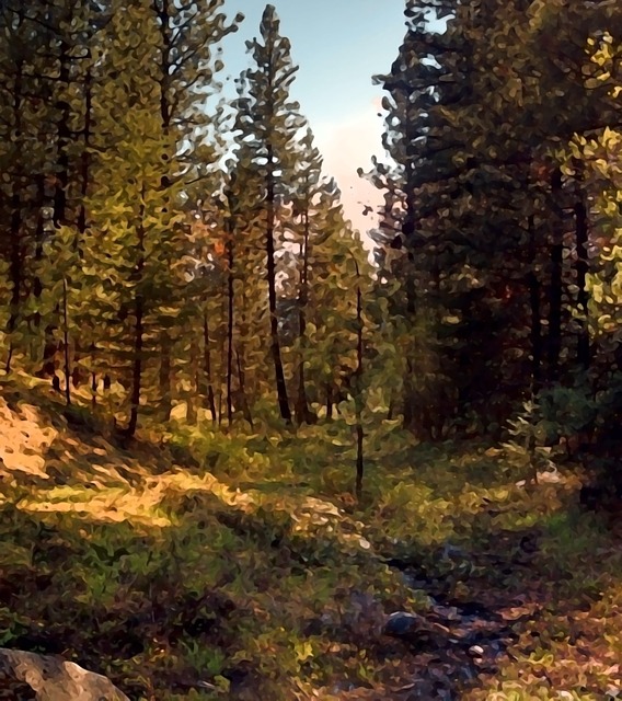 Free forest woods light illustration