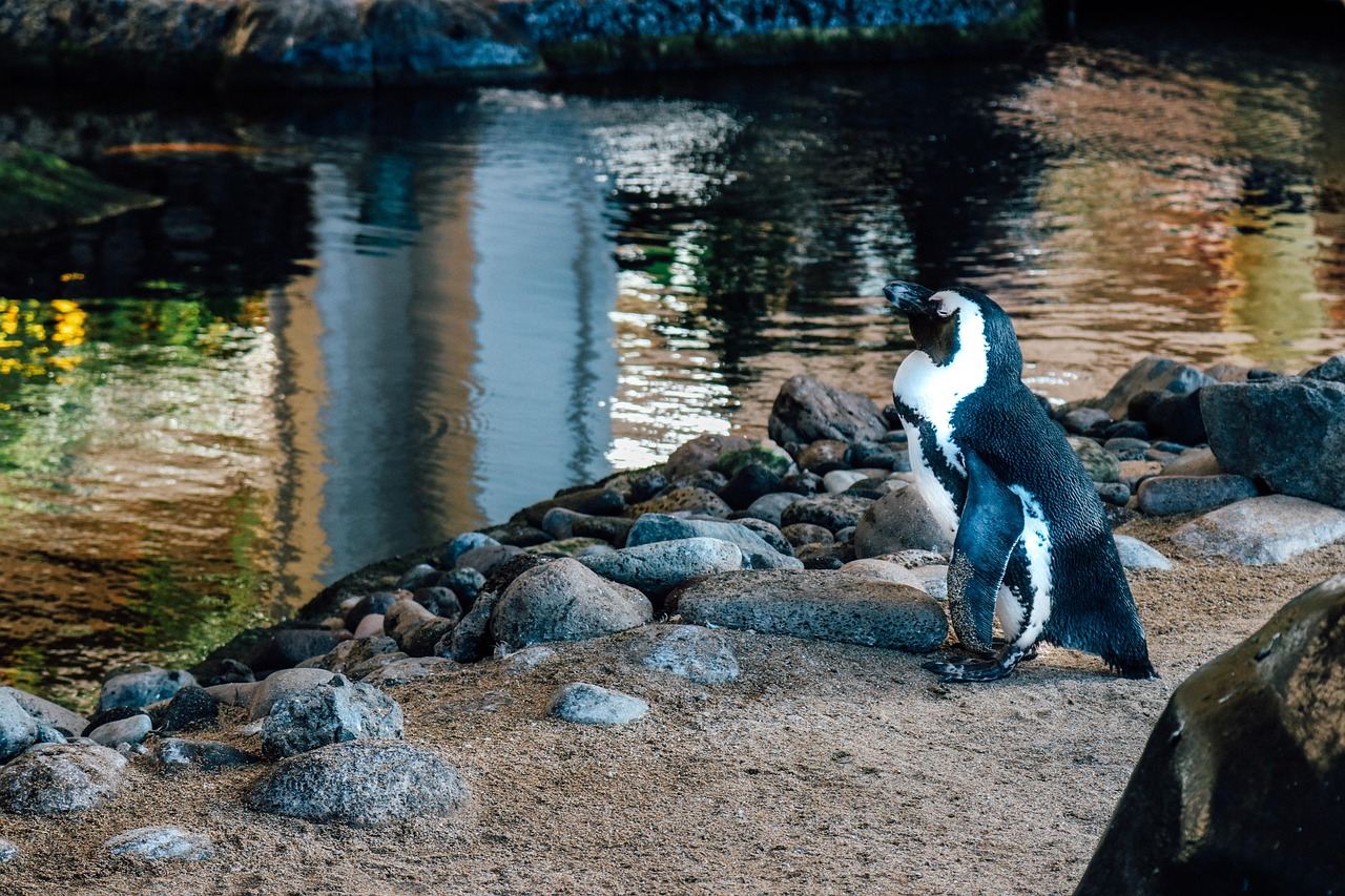 Penguin Bird Wildlife - Free photo on Pixabay - Pixabay