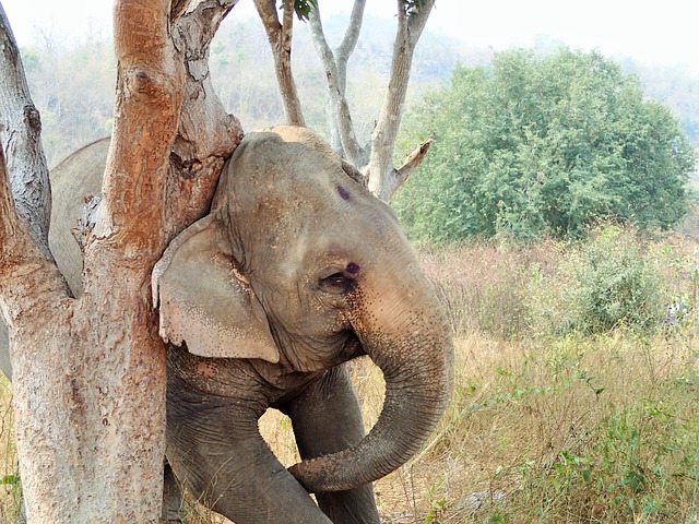 Free Elephant Holy photo and picture