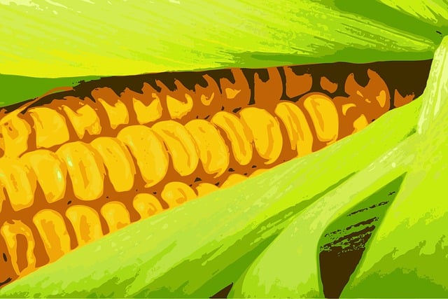 Free corn sweetcorn sweet corn illustration