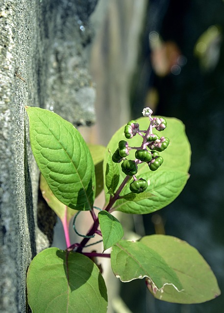 Free Plant Grass photo and picture