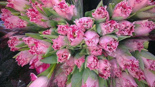 Free Bouquet Tulip photo and picture