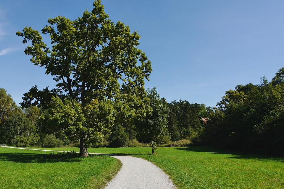Maisinger Gorge Tree Forest - Free photo on Pixabay