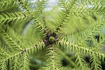 araucaria, needle, close