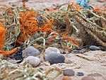 flotsam and jetsam, coast, north sea